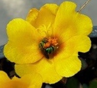 Roots, Shoots, Fruits & Flowers: Green Sweat Bee, Rosette Rose Disease, and Wild Carrot  